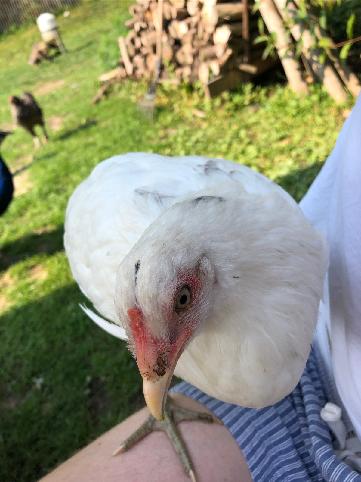Oeufs fécondés d’Araucana pure race à vendre, Animaux & Accessoires, Plusieurs animaux, Poule ou poulet