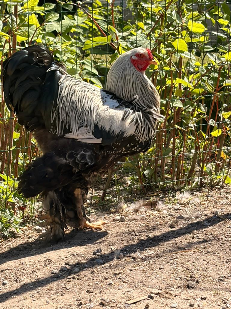 brahma zilverpatrijs haan, Dieren en Toebehoren, Pluimvee, Mannelijk, Overige soorten