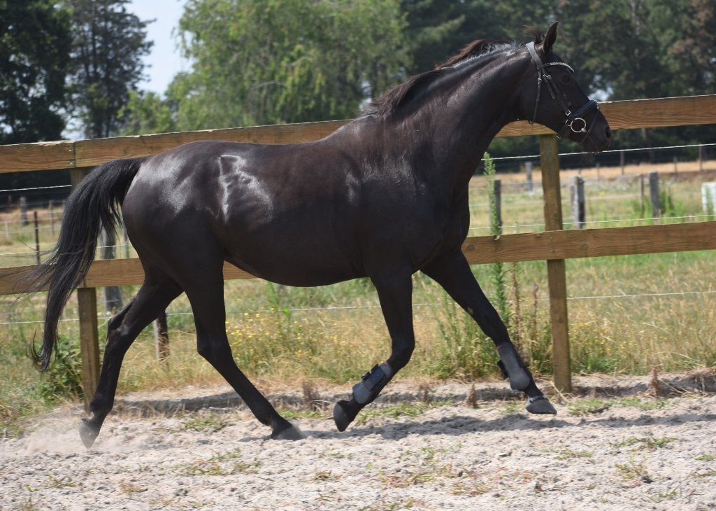 Bloedmooie, gezonde , 00 Seven x Jazz x Contango merrie, 11 ans ou plus, Avec pedigree, 160 à 165 cm, Ne s'applique pas