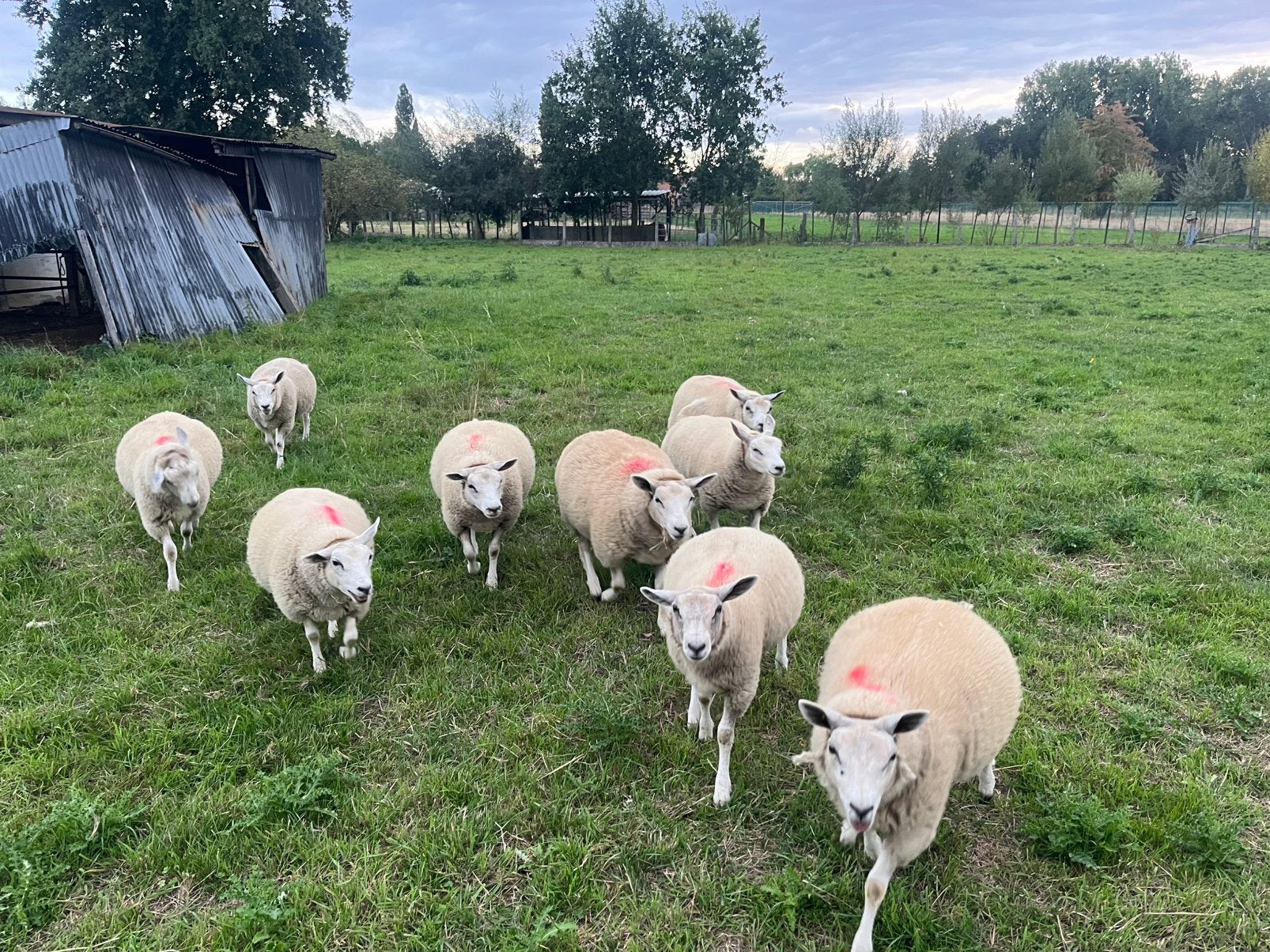 7 jonge ooien
