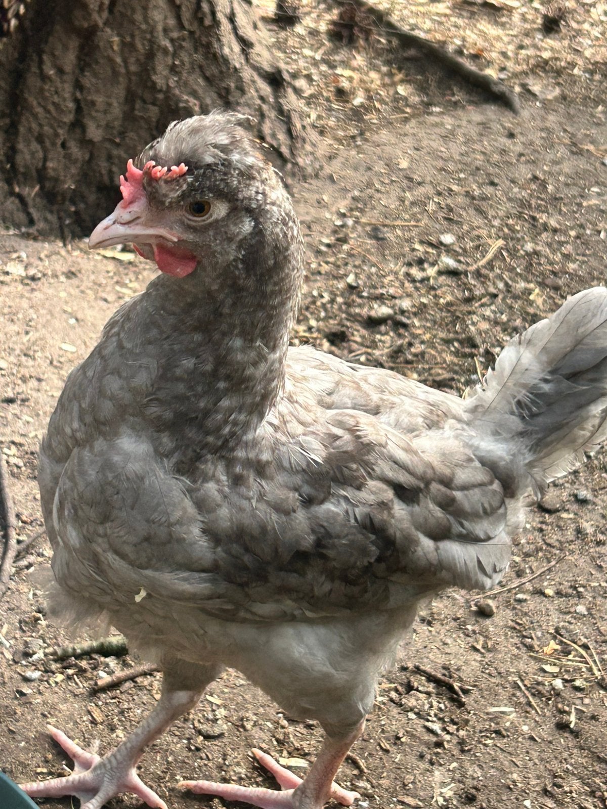 Groen legger haantje, Dieren en Toebehoren, Pluimvee