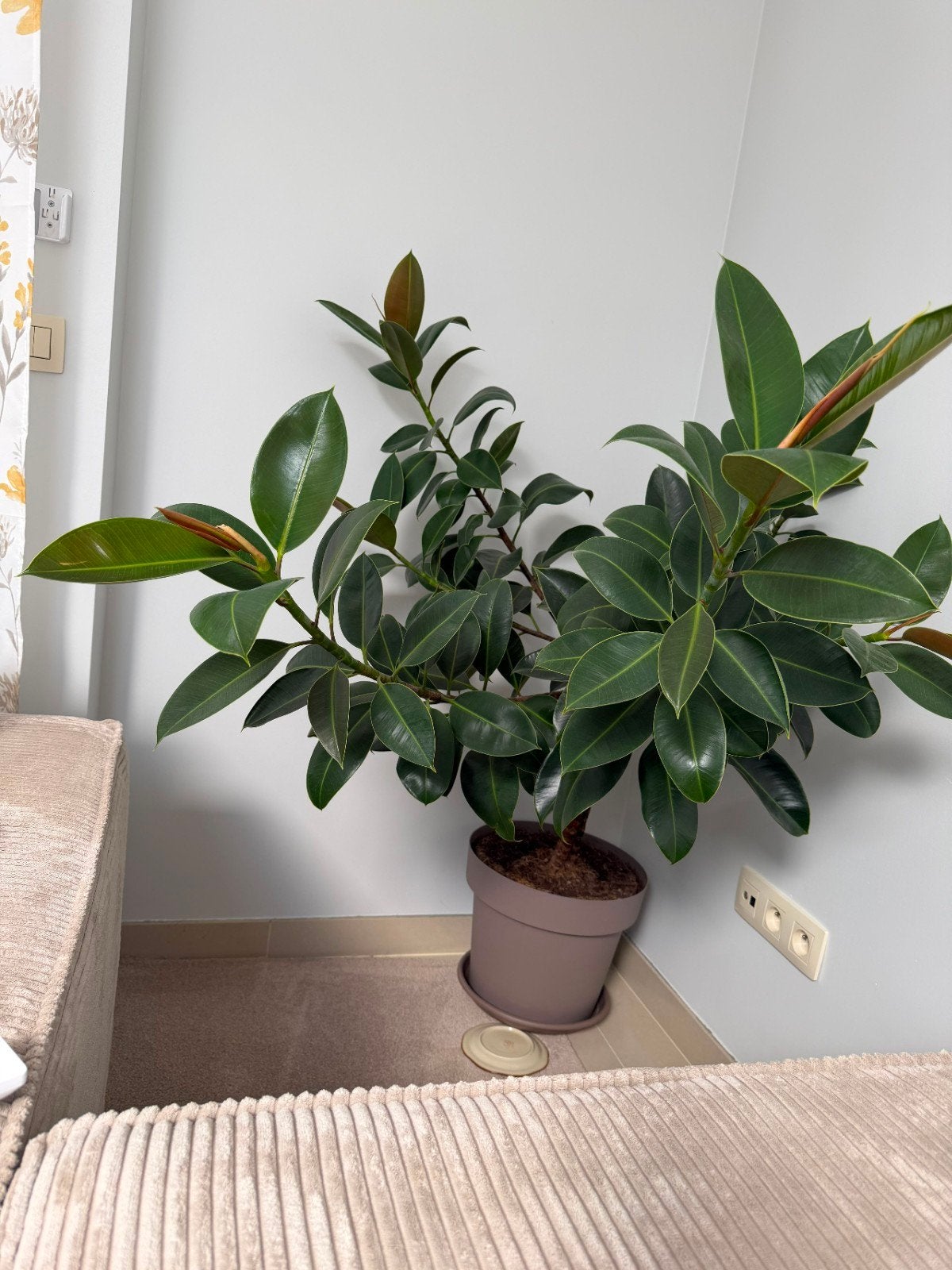 Grote Plantes
Zeer mooi plantes
120 CM, Maison & Meubles, Plantes d'intérieur, Enlèvement