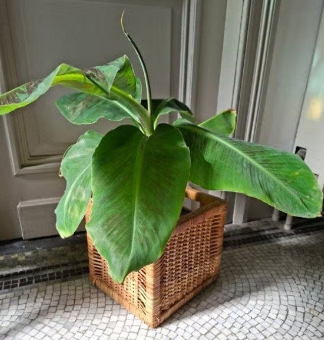 bananenplant in mand, Huis en Inrichting, Ophalen, Overige soorten