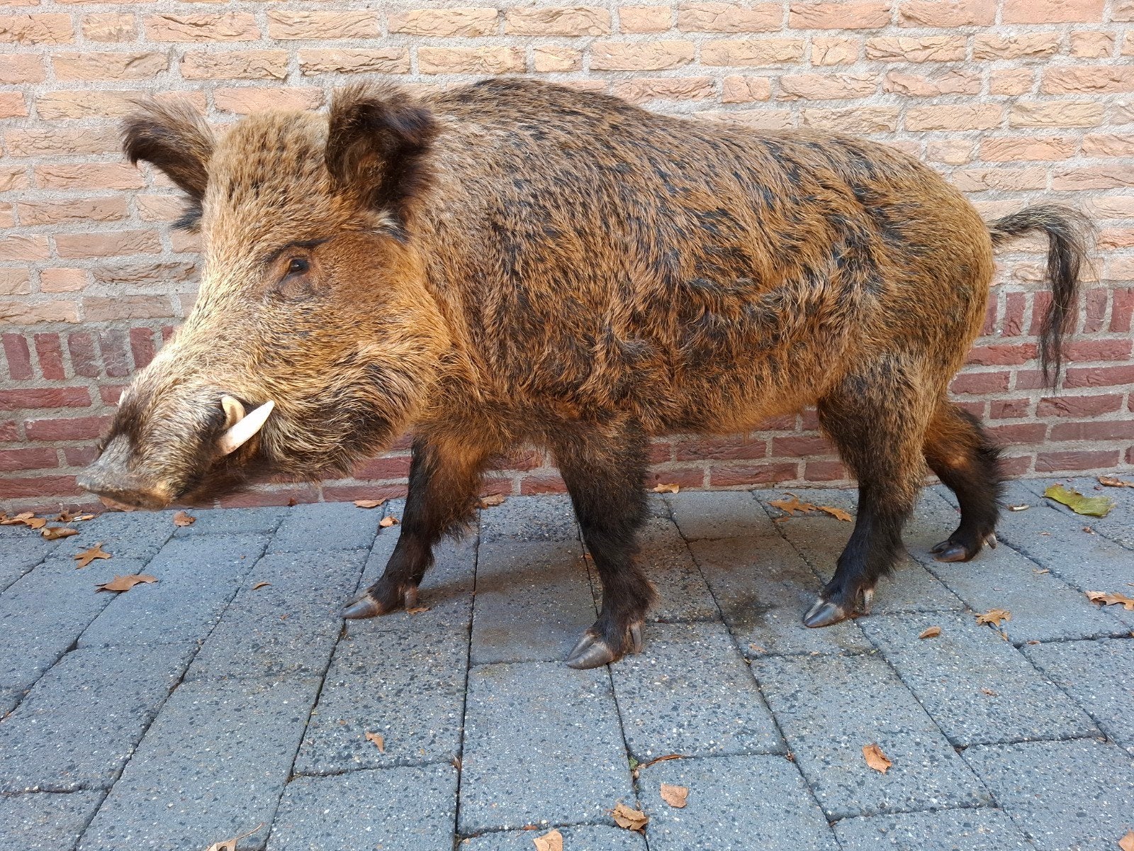 grote opgezette keiler taxidermie schedel jacht gewei hert, Ophalen, Wild dier, Opgezet dier