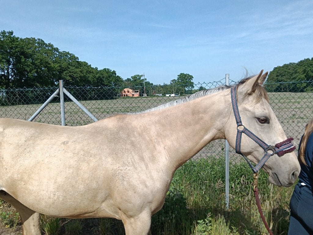Zeer lieve quarter merrie, Animaux & Accessoires, Chevaux, Débourré, Moins de 160 cm, Cheval western, Avec pedigree