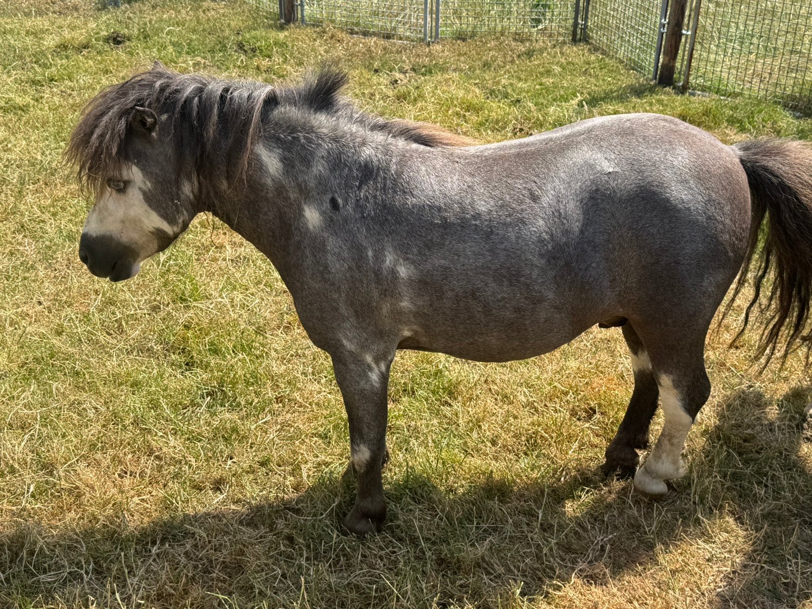 Shetland hengst ter dekking, Poney de récréation, 3 à 6 ans, Avec puce électronique, Poney A (jusqu'à 1.17 m)