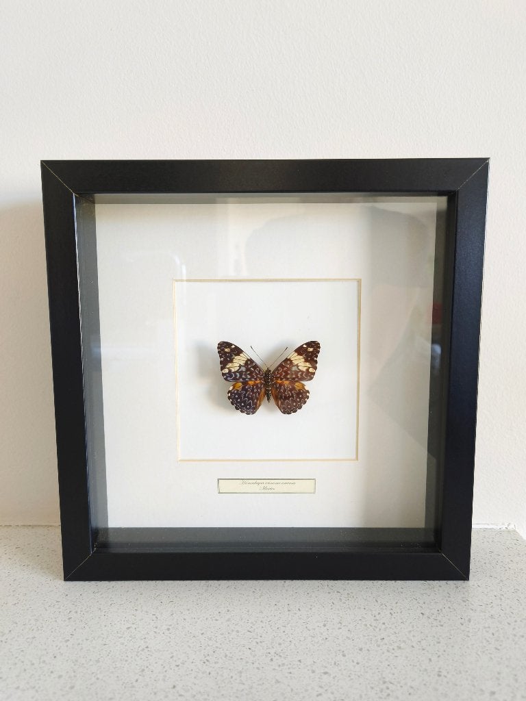 Hamadryas Amphinome opgezette vlinder in 3D shadow lijst, Verzamelen, Ophalen, Nieuw, Insect, Opgezet dier