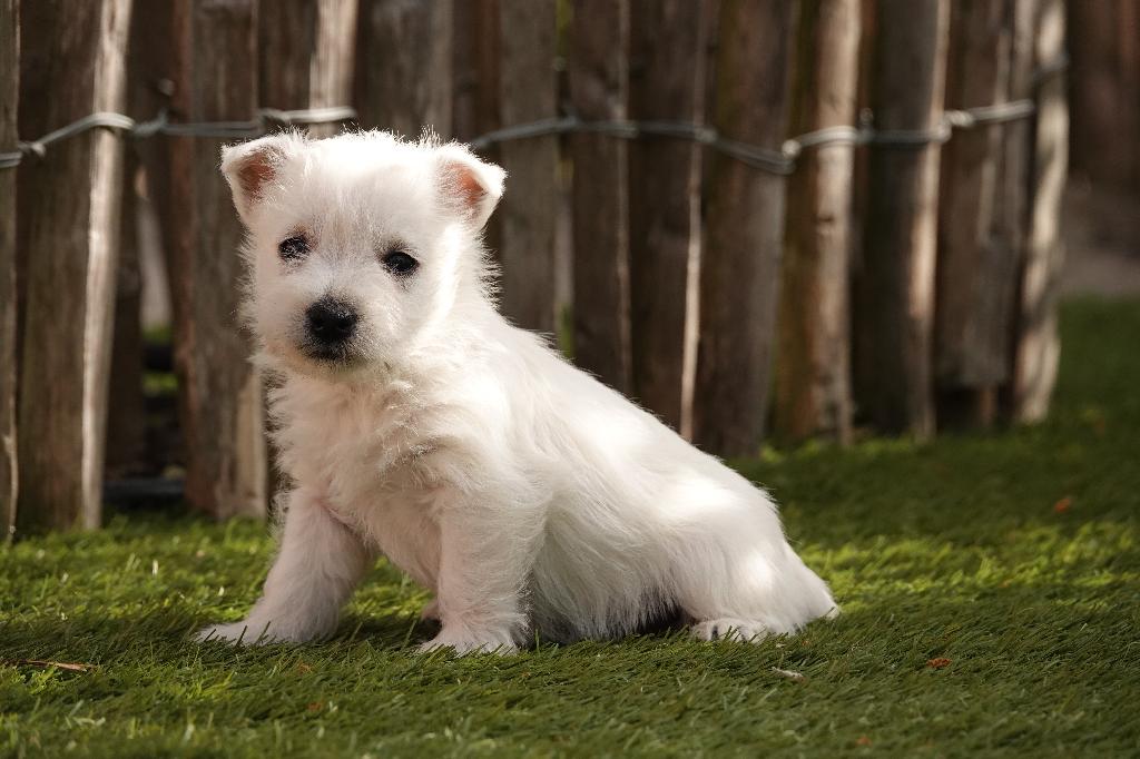 West highland white terriër pups (westie, 100% belgisch), Dieren en Toebehoren, Parvo, België, Overige rassen, 8 tot 15 weken