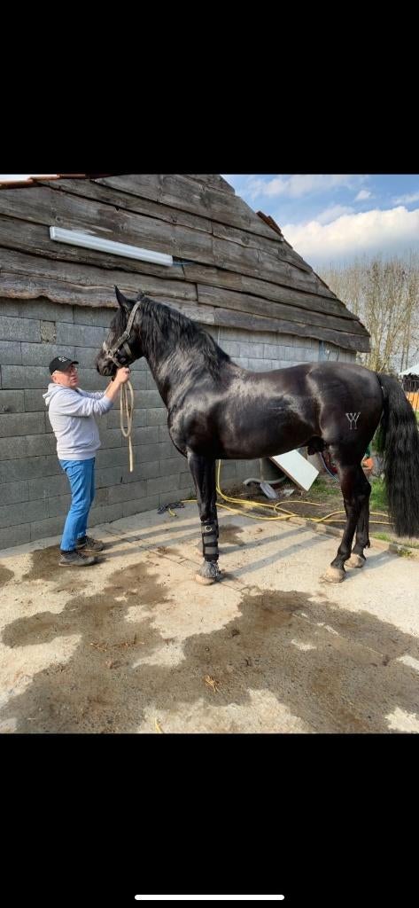 Prachtige zwarte PRE ruin, Dieren en Toebehoren, Paarden, Ruin, L, 170 tot 175 cm, 11 jaar of ouder, Dressuurpaard, Met stamboom