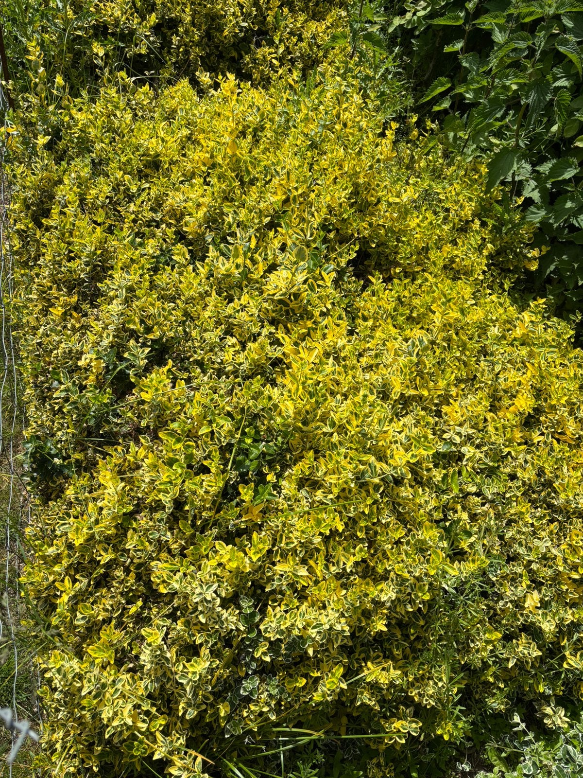 Verschillende hagen/struiken GRATIS, Tuin en Terras, Planten | Struiken en Hagen, Ophalen