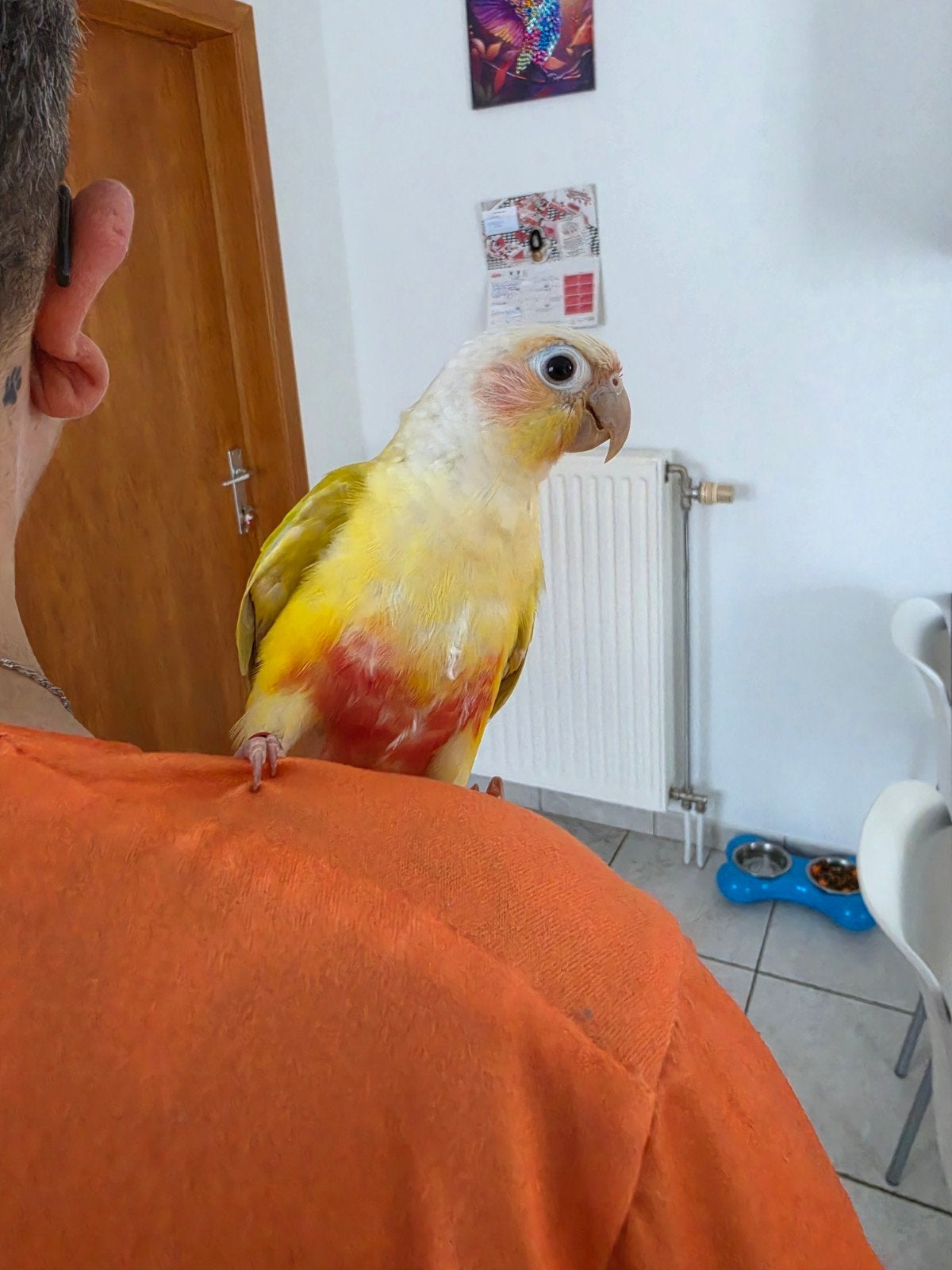 Conure suncheek apprivoisé 1ans, Perruche, Parleur