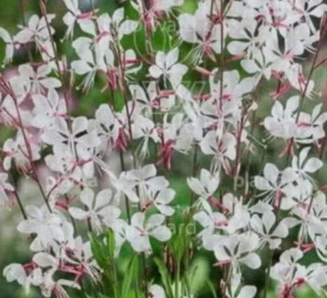 Gaura lindheimerii 'Whirling butterflies', Ophalen, Vaste plant, Volle zon