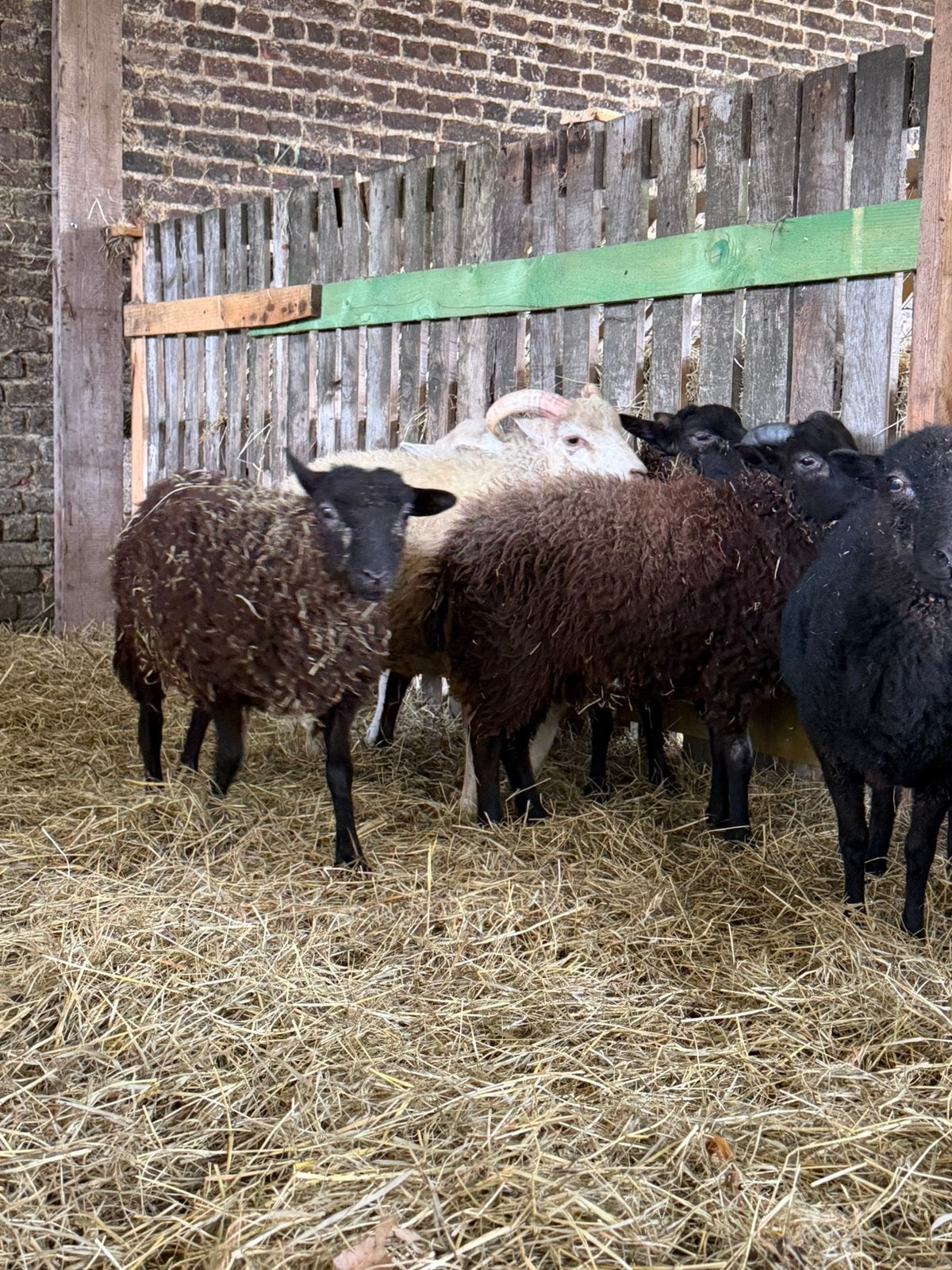 Agneau à vendre, Mâle, Mouton, 0 à 2 ans