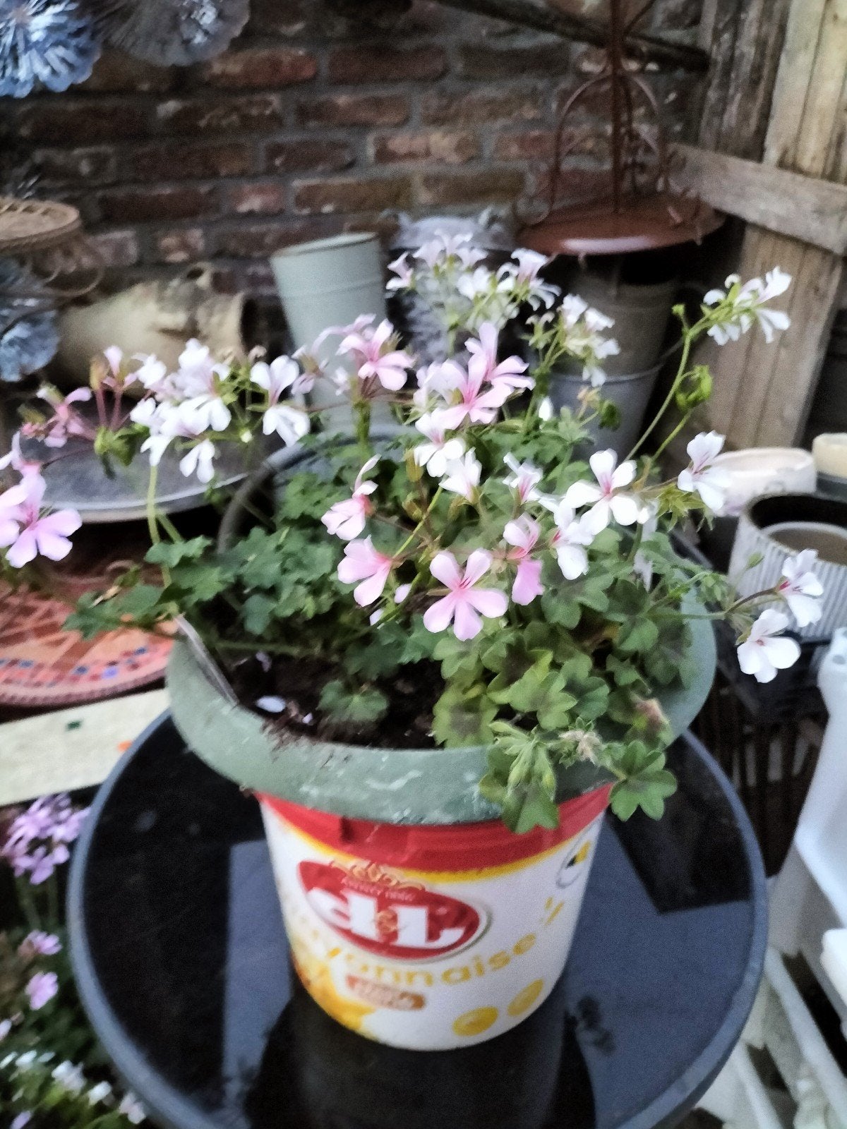 Hang geranium in hang pot, Ophalen, Zomer, Volle zon