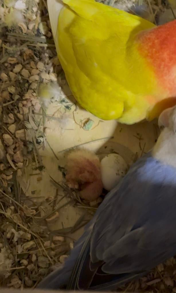 Dés bébés İnseparable apprivoisés / lovebird / Dwergpapegaai, Animaux & Accessoires, Perroquet