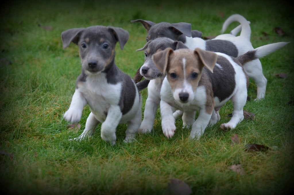 Jack Russell pups blauw lilac, Dieren en Toebehoren, Honden | Jack Russells en Terriërs, België, Jack Russell Terriër, CDV (hondenziekte)
