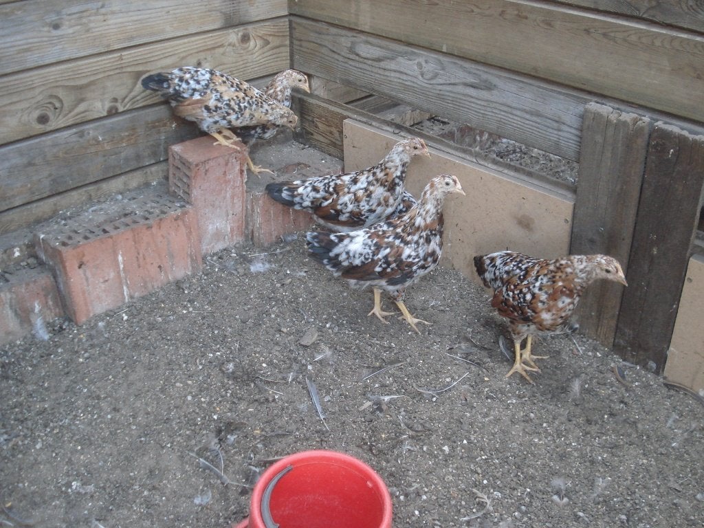 jonge hennen leghorn (duizendkleur, porselein), Vrouwelijk, Kip