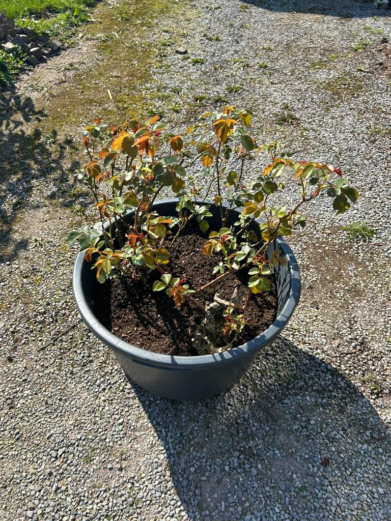 Oude rozenstruiken, Tuin en Terras, Ophalen