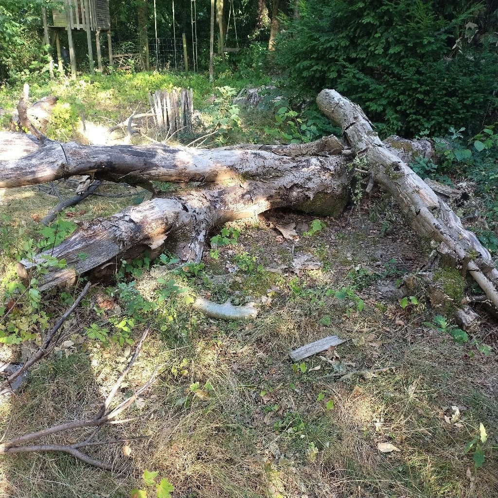 bois à couper, Jardin & Terrasse, Bois de chauffage, 3 à 6 m³, Enlèvement, Autres essences de bois, Troncs d'arbres