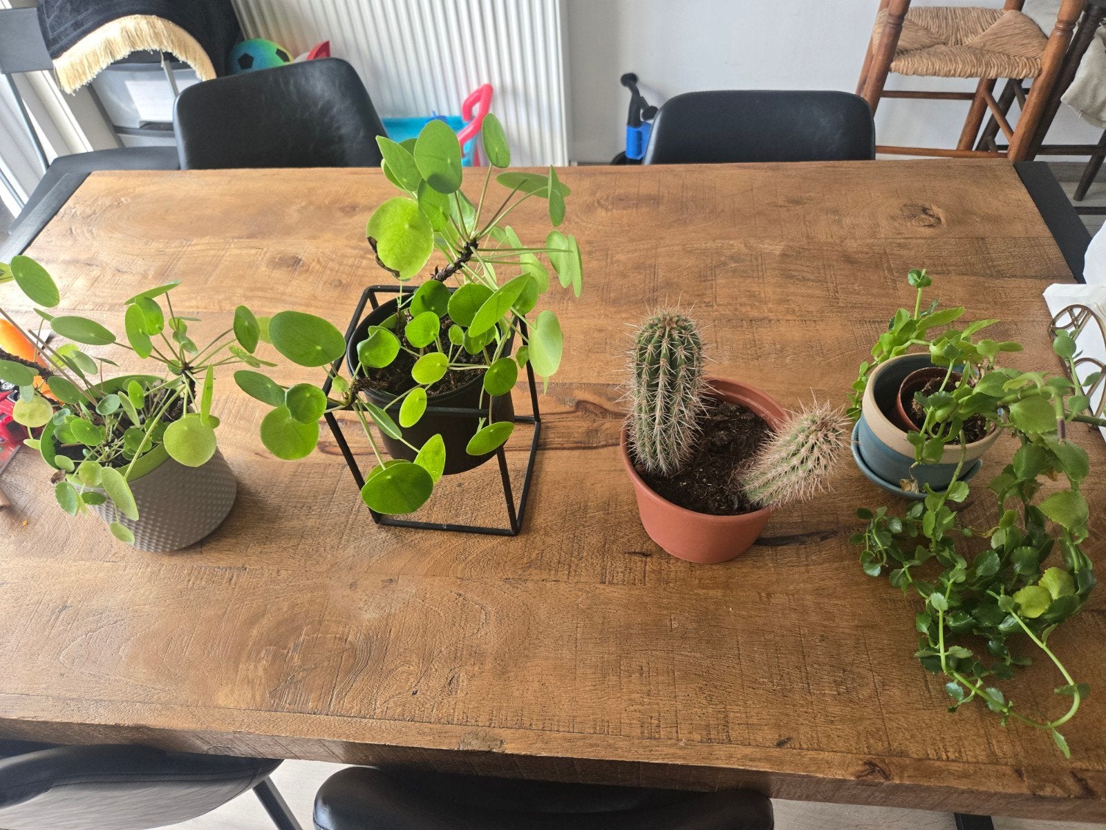 kamerplanten, Maison & Meubles, Plantes d'intérieur, Enlèvement, Cactus