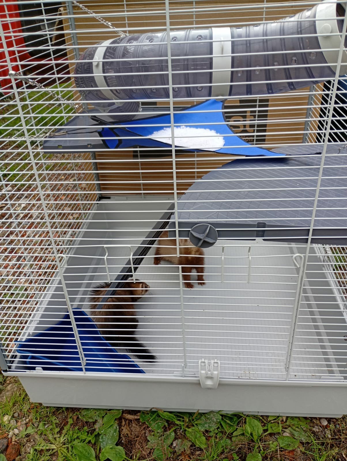 2 fretjes met kooi, Dieren en Toebehoren, Juli, Mannelijk