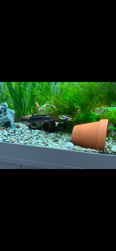 Jong koppel kersenbuik cichlide, Dieren en Toebehoren, Ophalen, Zo goed als nieuw