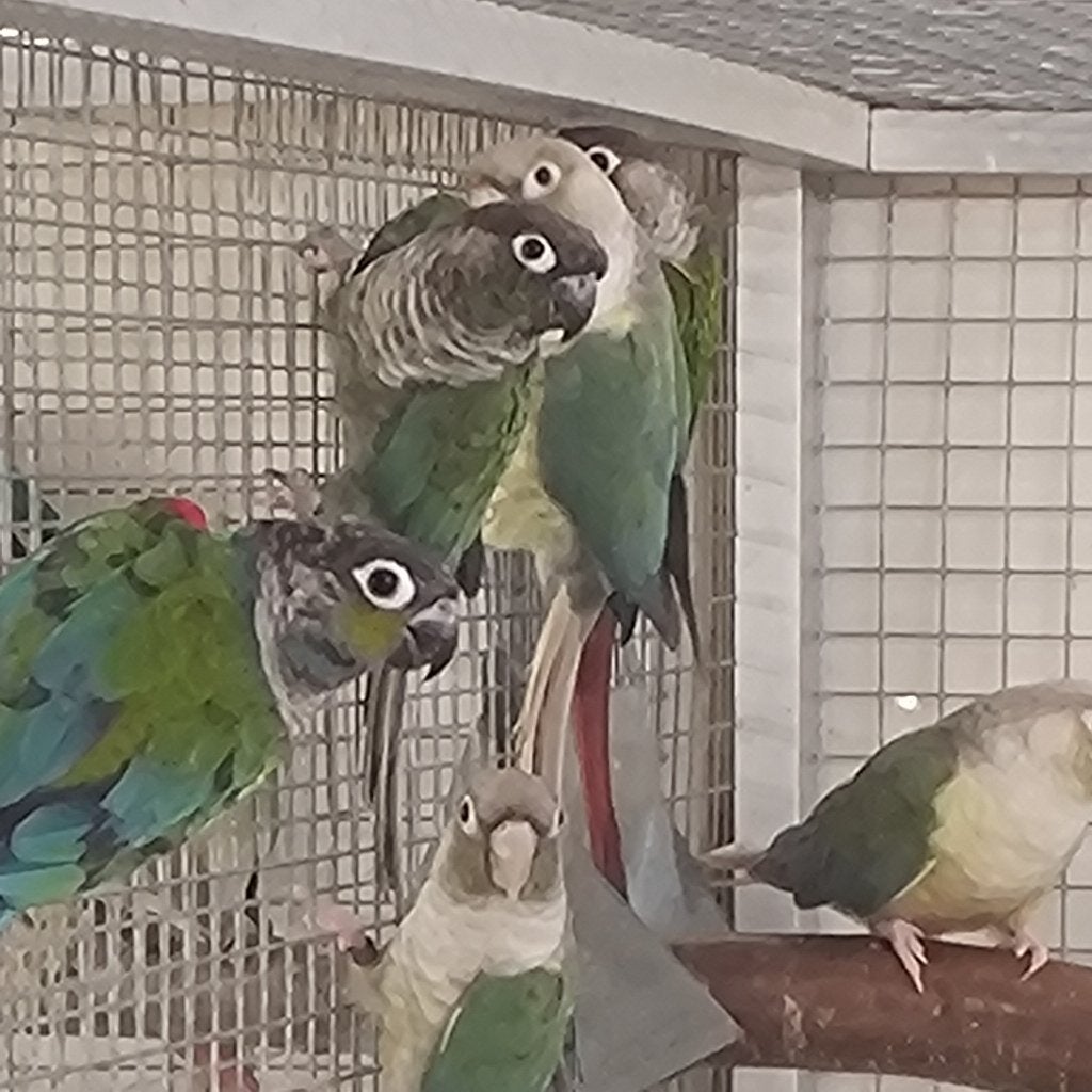 Pyrrhuras molinea, Plusieurs animaux, Perruche, Bagué