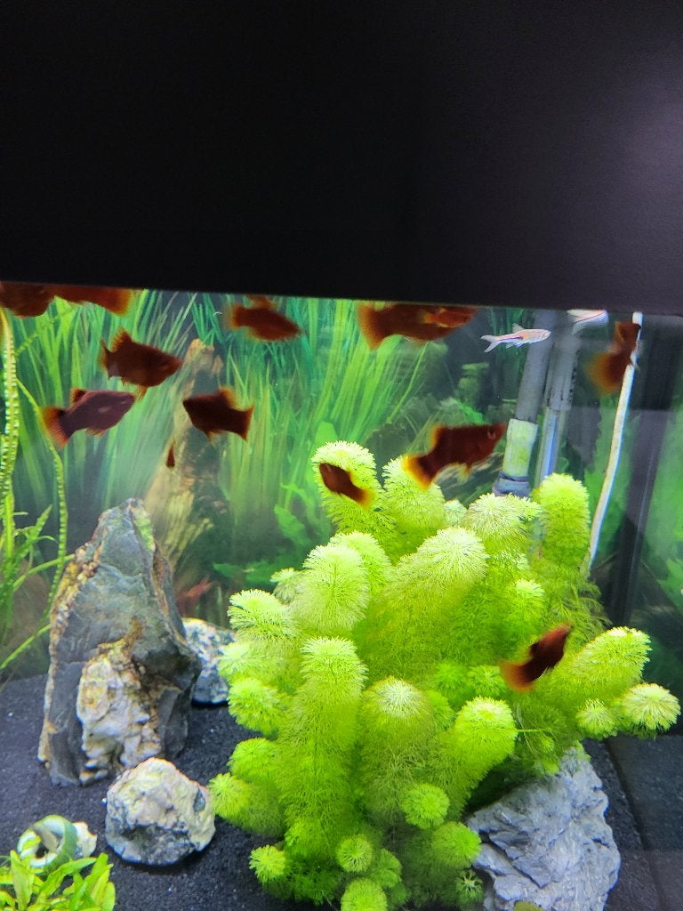 Bijou pour aquarium LIDO LED 200, Comme neuf, Enlèvement, Juwel, Aquarium d'eau douce rempli