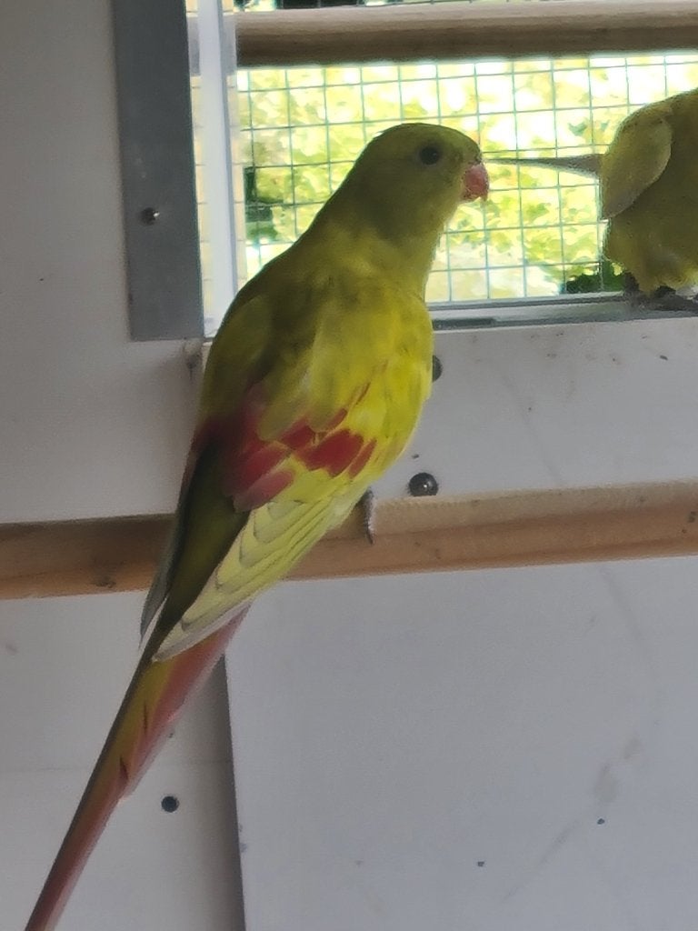 Koppel bergparkieten pastel, Dieren en Toebehoren, Meerdere dieren, Parkiet, Geringd