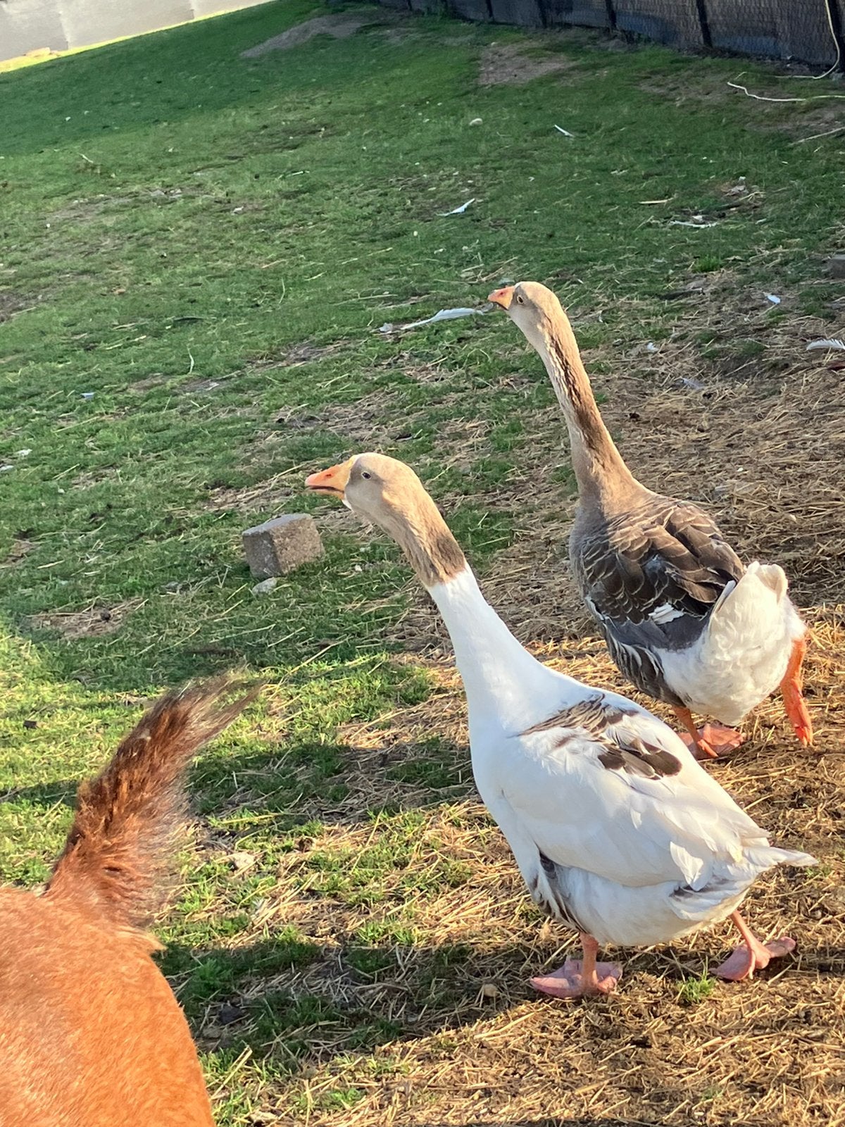 Ganzen, Dieren en Toebehoren, Pluimvee, Vrouwelijk, Gans of Zwaan