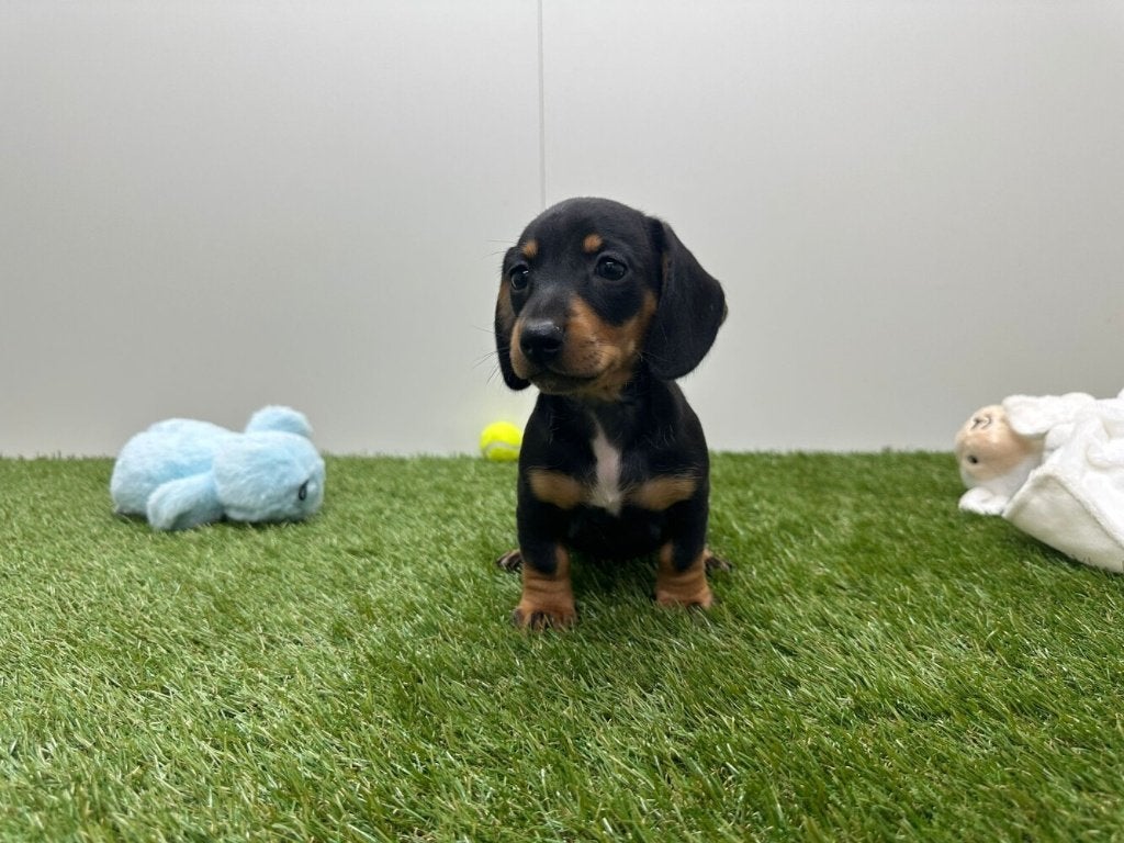Portée de chiots Teckel à poil lisse, Animaux & Accessoires, Poils courts, Plusieurs, Hépatite contagieuse (maladie de Rubarth)