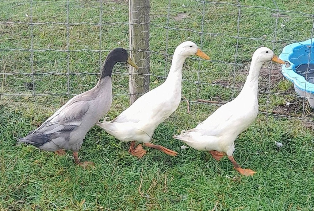 Loopeend woerd, Animaux & Accessoires, Mâle, Canard