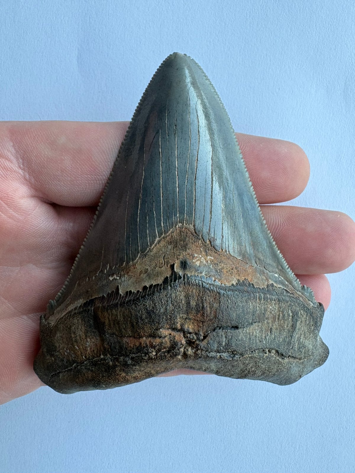 Grande dent de requin Chubutensis 10,1 cm — Caroline du Sud, Collections, Envoi, Fossile