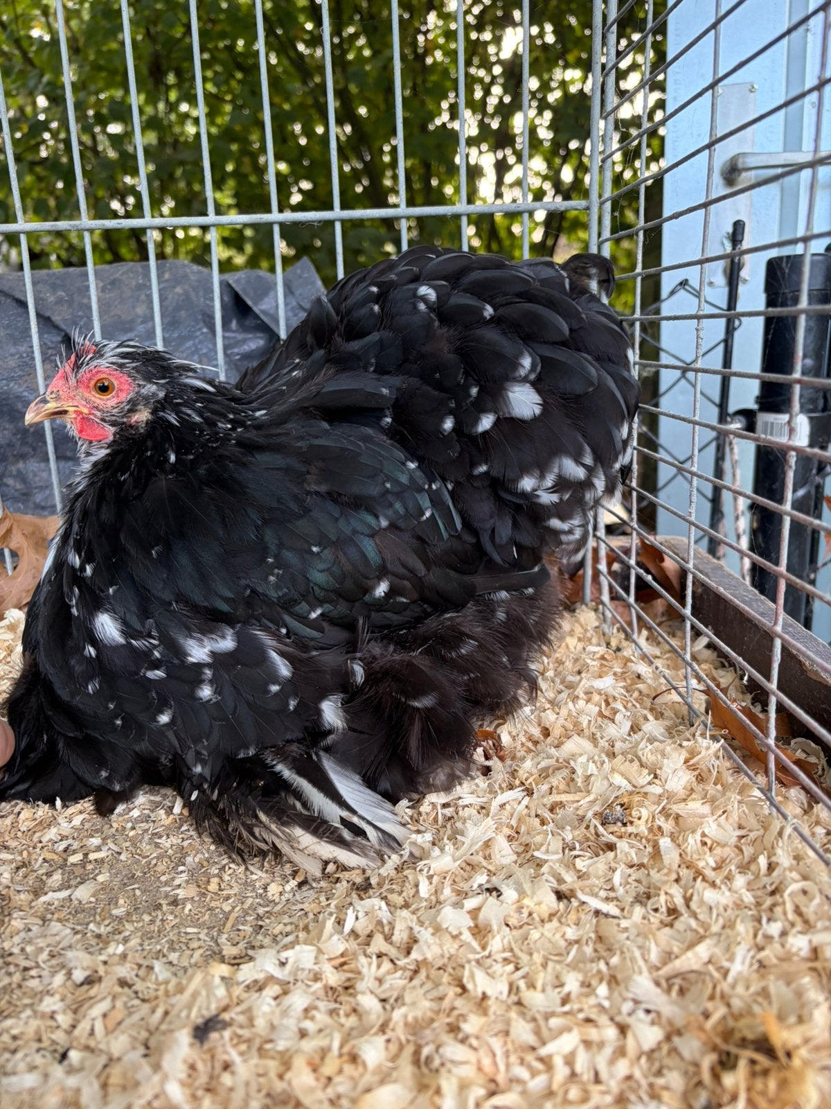Cochinkriel perlé noir et blanc, Femelle, Poule ou poulet