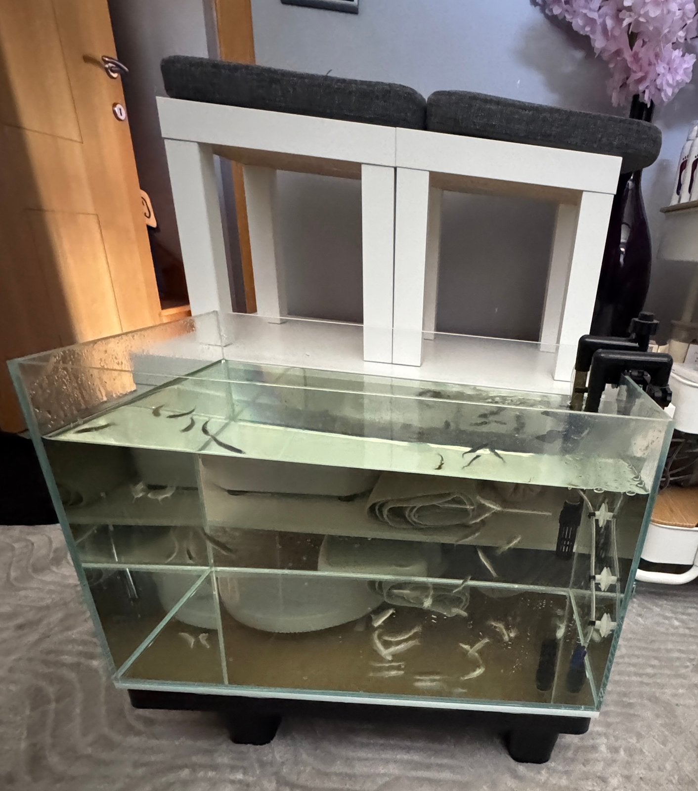 Fish spa te koop ( volledig met alles wat erbij hoort ), Vis, Zoetwatervis