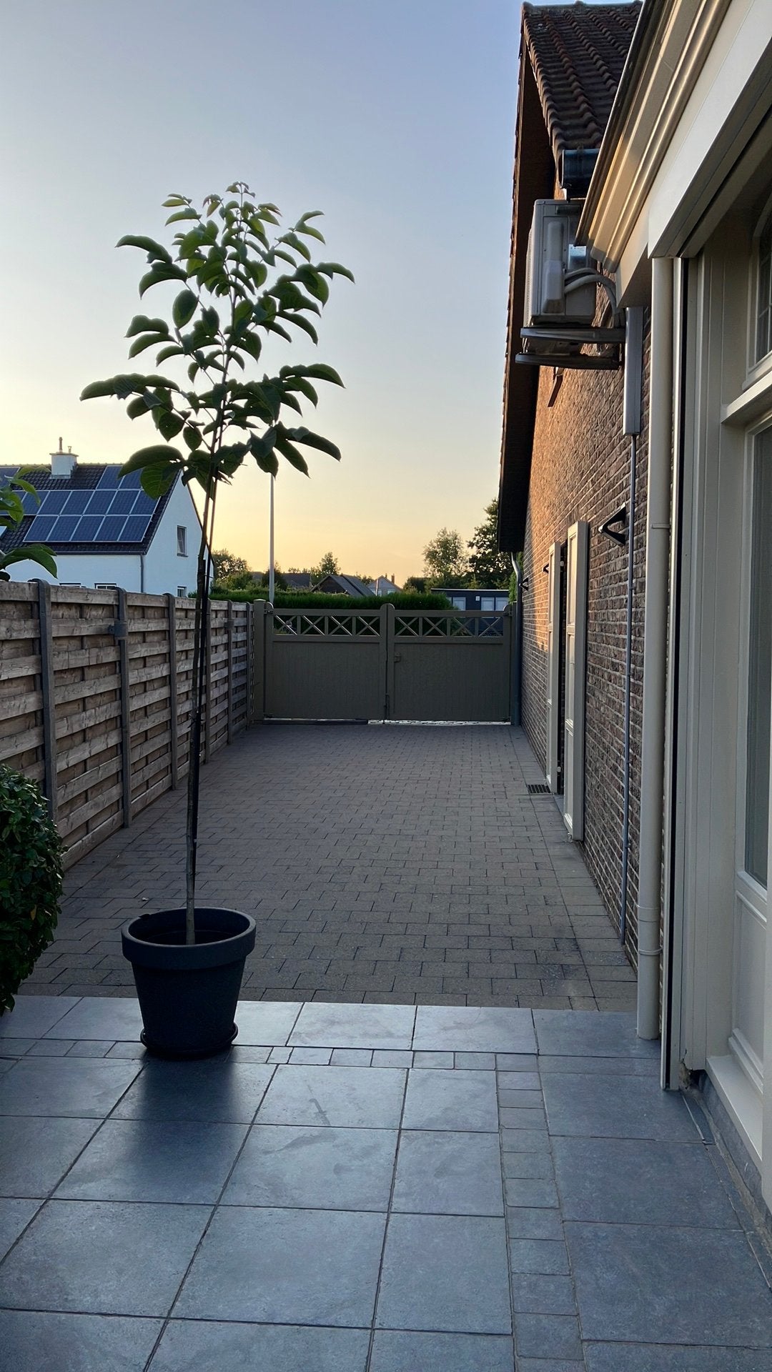 Notenboom, Jardin & Terrasse, Plantes | Arbres, Enlèvement, En pot