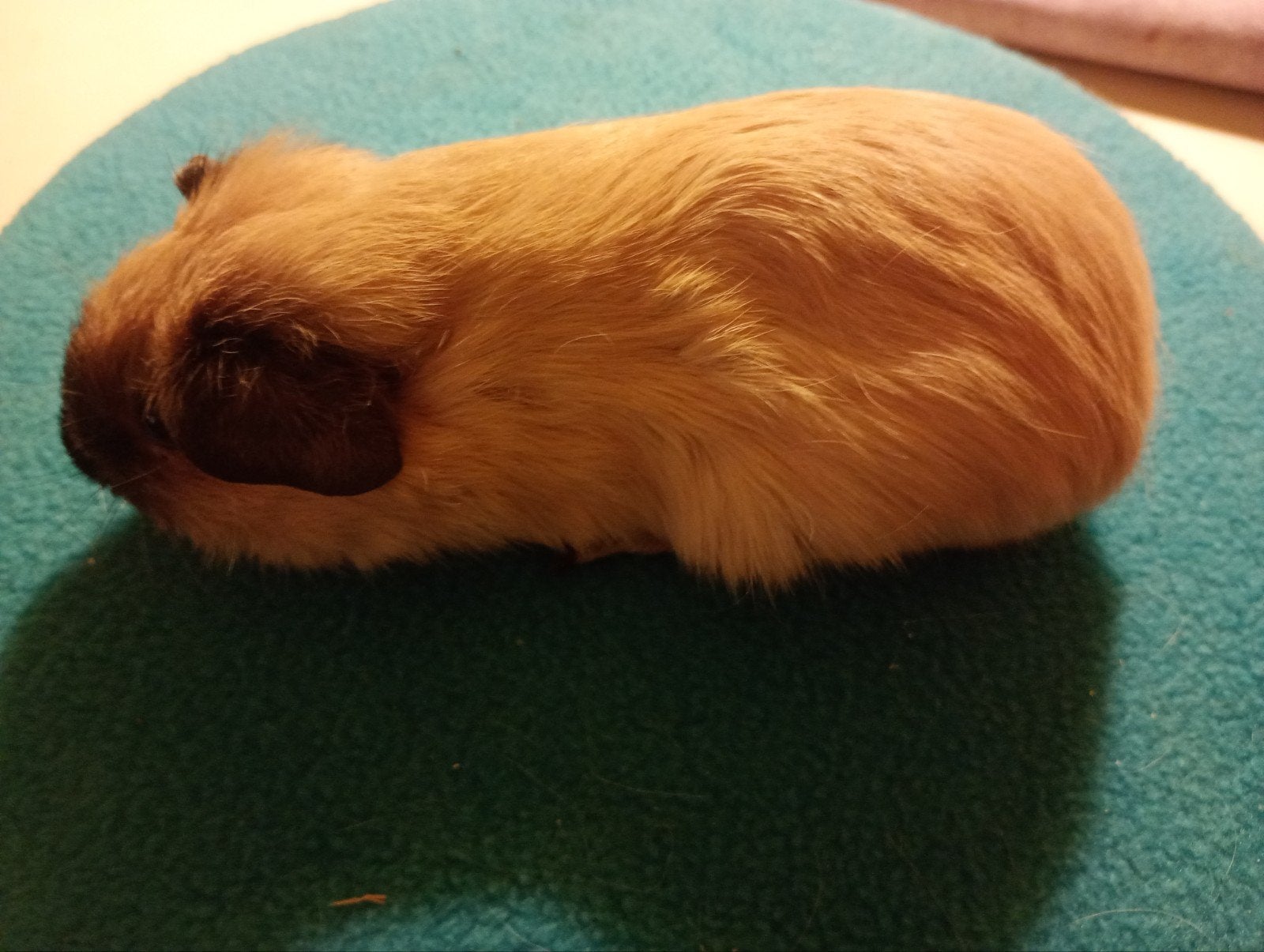 California beertje, Cavia, Augustus, Mannelijk, Tam