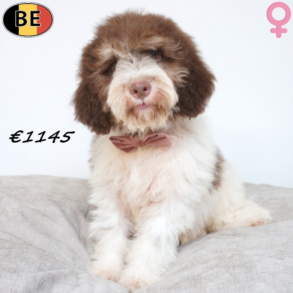 Chiots Lagotto Romagnolo joueurs et affectueux (belges), 15 semaines à 1 an, Commerçant, Maladie de Carré (chiens), Autres races