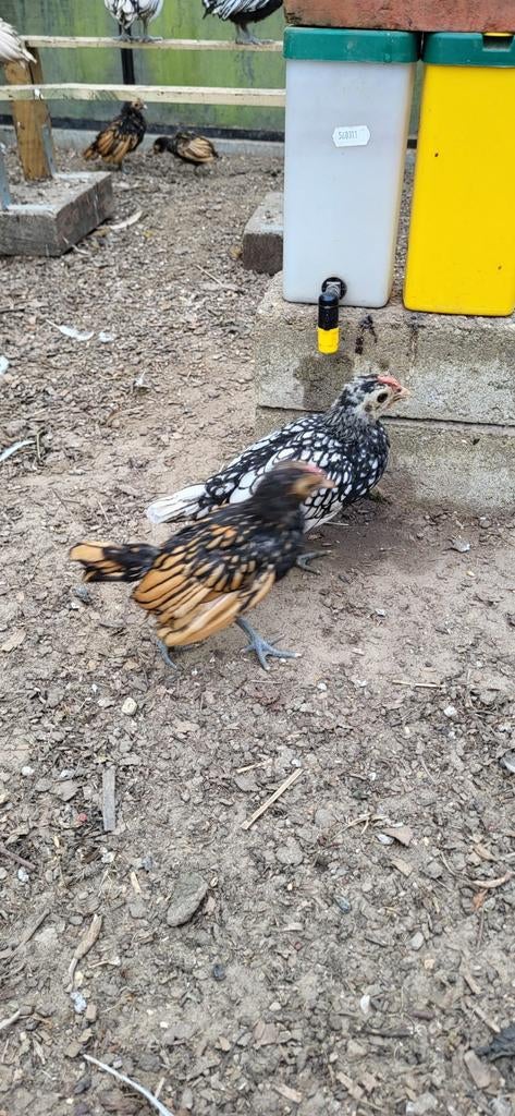 Sebright haantjes, Dieren en Toebehoren