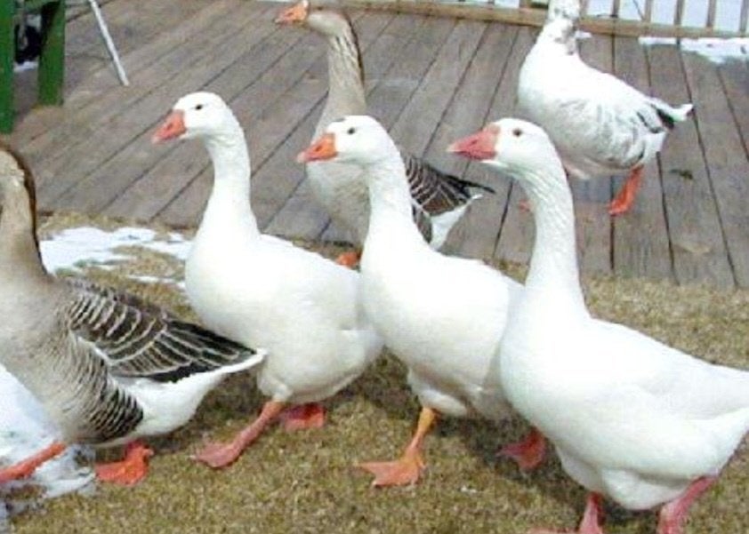 Witte gans, Animaux & Accessoires, Volatiles