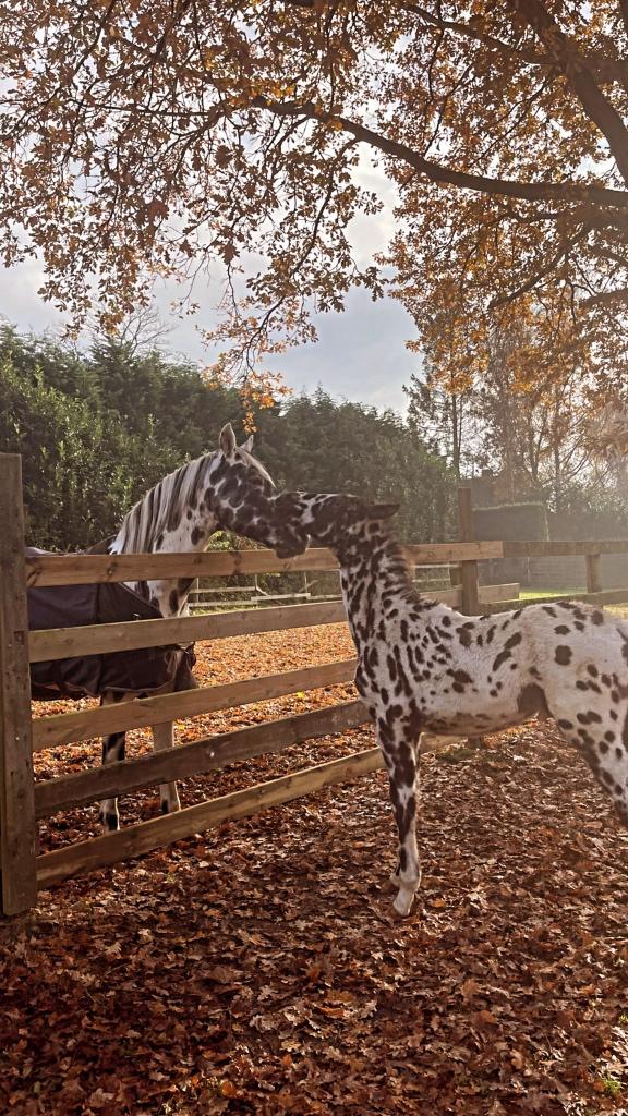 Uw paard zadelmak of aangespannen, Dieren en Toebehoren, Paarden, Meerdere dieren, Zadelmak