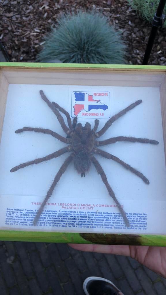 Goliath Tarantula Birdeater Spider taxidermy, Ophalen of Verzenden, Gebruikt, Opgezet dier