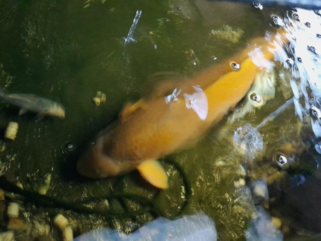 Jumbo koi   chagoi, Karper of Koi