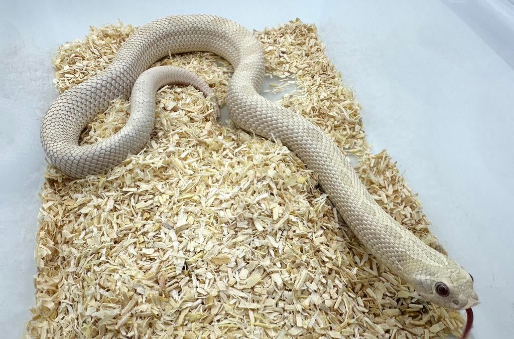 Volwassen koppel haakneuzen man Yeti vrouw Snow, Dieren en Toebehoren, Slang, 3 tot 6 jaar
