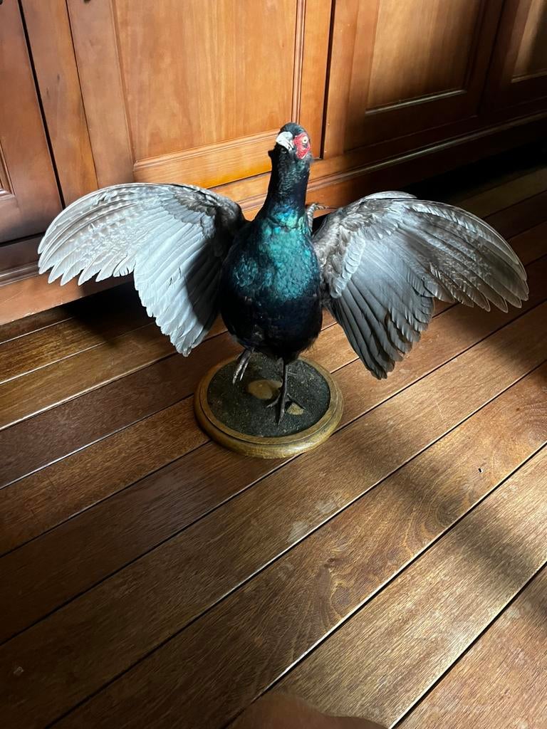 Opgezette zwarte fazant, Verzamelen, Ophalen, Zo goed als nieuw, Vogel, Opgezet dier