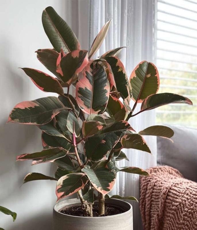 Ficus elastica, Enlèvement, Ficus