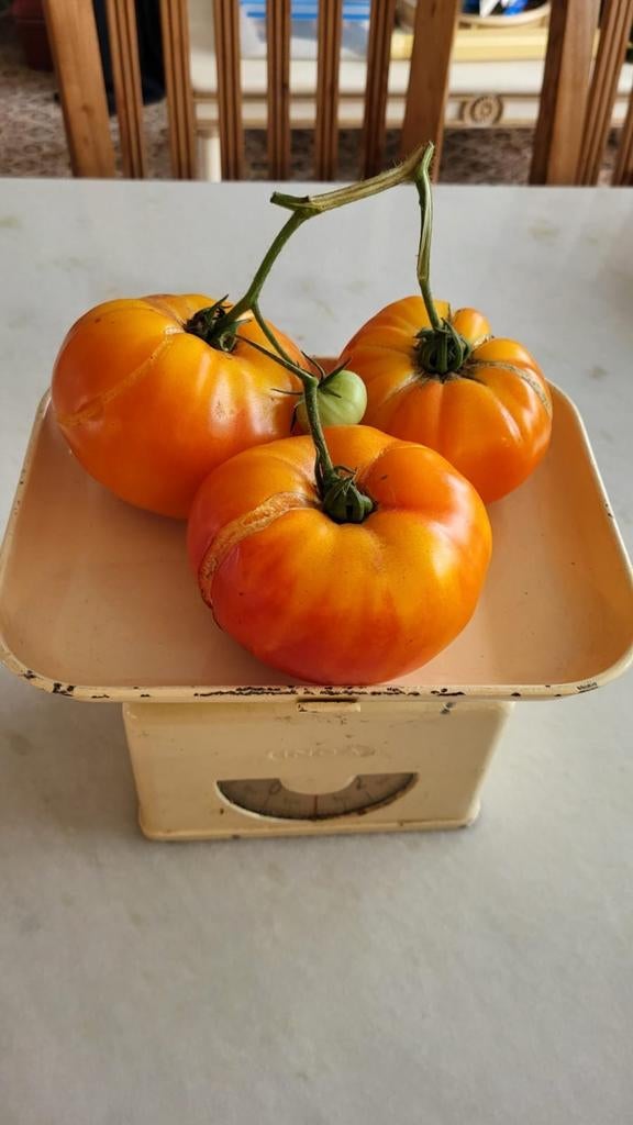 Bio tomaten zaden (10 stuks voor 1 euro), Tuin en Terras, Ophalen of Verzenden