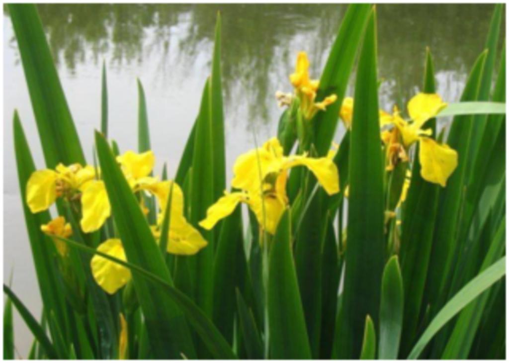 A vendre plants d’iris jaunes pour étang, lagunage, zone hum, Ophalen, Volle zon, Vaste plant, Zomer