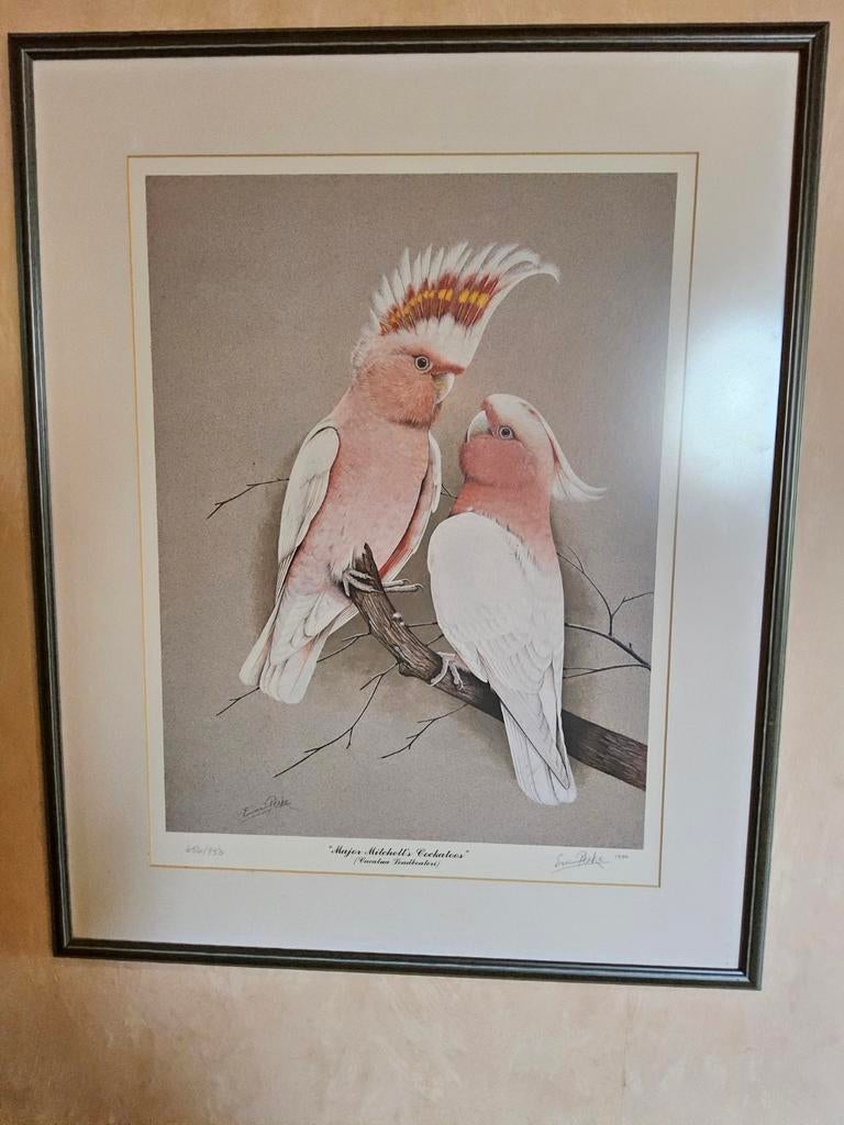 Unique : lithographie originale d'Eric Peake (cacatoès inca)