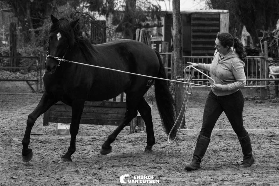 Dekhengst, Dieren en Toebehoren, Paarden en Pony's | Dekhengsten en Fokmerries, Hengst